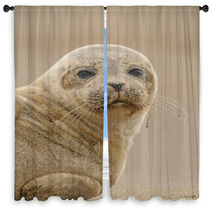 Seal Pup Window Curtains 84210587