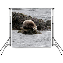 Seal Relaxing On A Rock In  Iceland Backdrops 82282405