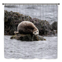 Seal Relaxing On A Rock In  Iceland Bath Decor 82282405