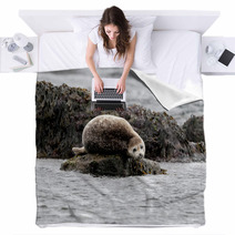 Seal Relaxing On A Rock In  Iceland Blankets 82282405