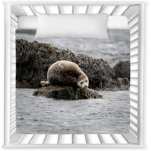 Seal Relaxing On A Rock In  Iceland Nursery Decor 82282405