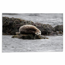 Seal Relaxing On A Rock In  Iceland Rugs 82282405