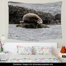 Seal Relaxing On A Rock In  Iceland Wall Art 82282405