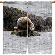 Seal Relaxing On A Rock In  Iceland Window Curtains 82282405