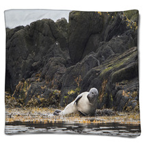 Seal, Vatnsnes, Iceland Blankets 100649850