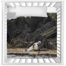 Seal, Vatnsnes, Iceland Nursery Decor 100649850