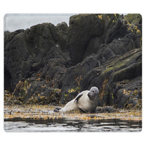 Seal, Vatnsnes, Iceland Rugs 100649850