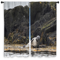 Seal, Vatnsnes, Iceland Window Curtains 100649850