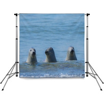 Seals On A Beach - Helgoland, Germany Backdrops 89132310