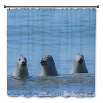 Seals On A Beach - Helgoland, Germany Bath Decor 89132310