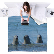 Seals On A Beach - Helgoland, Germany Blankets 89132310