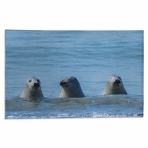 Seals On A Beach - Helgoland, Germany Rugs 89132310