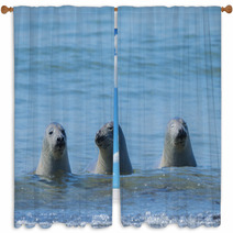 Seals On A Beach - Helgoland, Germany Window Curtains 89132310