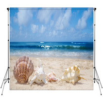 Seashells On A Beach Backdrops 54374465