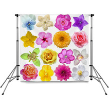 Set Of Flower Heads Isolated On White Backdrops 51958345