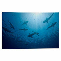 Sharks Rugs 7318610