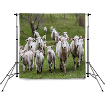Sheep And Lambs Backdrops 71019810