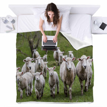 Sheep And Lambs Blankets 71019810
