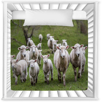 Sheep And Lambs Nursery Decor 71019810