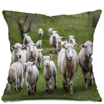 Sheep And Lambs Pillows 71019810