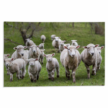 Sheep And Lambs Rugs 71019810