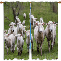 Sheep And Lambs Window Curtains 71019810
