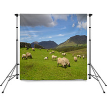 Sheep And Rams In Connemara Mountains - Ireland Backdrops 30198343