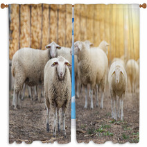 Sheep Flock On The Farm Window Curtains 101114036