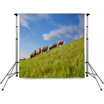 Sheep Herd On Green Summer Pasture Backdrops 62417480