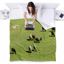 Sheep In Nature Blankets 67059572