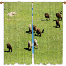 Sheep In Nature Window Curtains 67059572