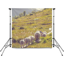 Sheep In Norway Backdrops 66082125