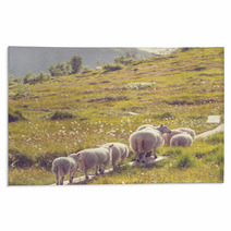 Sheep In Norway Rugs 66082125