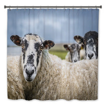 Sheep In The Yorkshire Dales England Countryside Staring Intently. Bath Decor 88919881