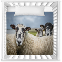 Sheep In The Yorkshire Dales England Countryside Staring Intently. Nursery Decor 88919881