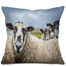 Sheep In The Yorkshire Dales England Countryside Staring Intently. Pillows 88919881