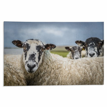 Sheep In The Yorkshire Dales England Countryside Staring Intently. Rugs 88919881