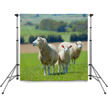 Sheep On The Farm Backdrops 33215144