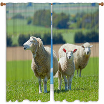 Sheep On The Farm Window Curtains 33215144