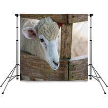 Sheep portrait Backdrops 98984001