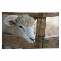 Sheep portrait Rugs 98984001