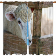 Sheep portrait Window Curtains 98984001