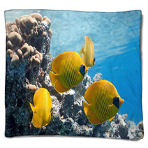 Shoal Of Butterfly Fish On The Reef Blankets 27105253