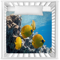 Shoal Of Butterfly Fish On The Reef Nursery Decor 27105253