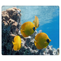 Shoal Of Butterfly Fish On The Reef Rugs 27105253