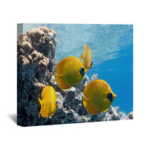 Shoal Of Butterfly Fish On The Reef Wall Art 27105253