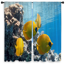Shoal Of Butterfly Fish On The Reef Window Curtains 27105253