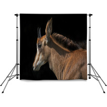 Side Face Portrait Of An Young Sable Antelope Female, Isolated On Black Background. The Head, Neck And Shoulder With Splendid Mane Of The Beautiful African Girl. Backdrops 99084467