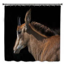 Side Face Portrait Of An Young Sable Antelope Female, Isolated On Black Background. The Head, Neck And Shoulder With Splendid Mane Of The Beautiful African Girl. Bath Decor 99084467