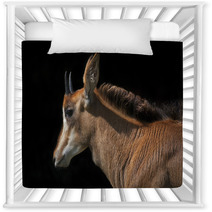 Side Face Portrait Of An Young Sable Antelope Female, Isolated On Black Background. The Head, Neck And Shoulder With Splendid Mane Of The Beautiful African Girl. Nursery Decor 99084467